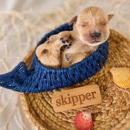 Skipper - Golden male Golden Retriever puppy in San Bernardino, California from Thegoldendreams1