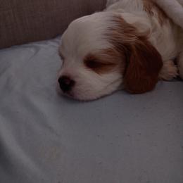 Cavapoo Puppies from A&J Cavapoos