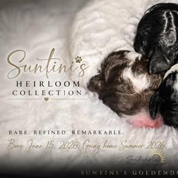 Goldendoodle puppies from Suntini’s Goldendoodles
