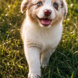Aurora - Red merle female Miniature Australian Shepherd puppy in Macomb, Missouri from Faunus Farms and Aussies