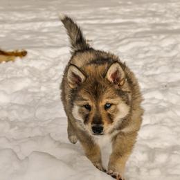 Boy 1 - male Native American Indian Dog puppy in Brimfield, Massachusetts from Seven Sisters Canids