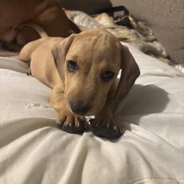 Wedo - Cream male Dachshund puppy in Yuma, Arizona from Desert dashies