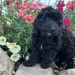 Cavalier King Charles Spaniels, Cavapoos, and Cocker Spaniels from Shelli Ryan