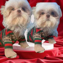 Teddy - Cream and white male Shih Tzu puppy in Coolidge, Arizona from Shih Tzu’s  ‘N’ Love