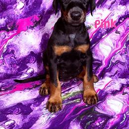 Pink - Black and rust female Doberman Pinscher puppy in Louisville, Kentucky from Ruiz Dobermans