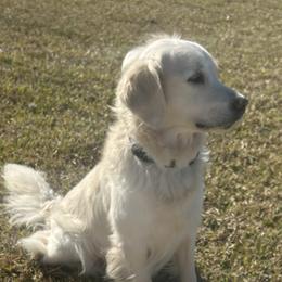 Oakley - Light golden male Golden Retriever puppy in Ocala, Florida from Hidden Oaks Golden Retrievers