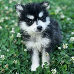 Ryan - Black and white male Pomsky puppy in Bolton, Connecticut from Elle Pomsky