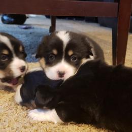 Pembroke Welsh Corgi Puppies from The Clever Corgi
