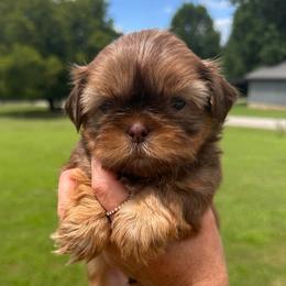 Boy 1 - Liver male Shih Tzu puppy in Tennessee from Cutshall Babies