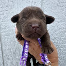 Purple - Chocolate female Labrador Retriever puppy in Newton Grove, North Carolina from Wayalife Labradors & Gsp’s
