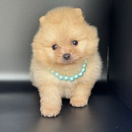 Golden Boy - Blue Pomeranian puppy in California from Uniquepombabies