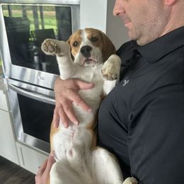 Cooper - Beagle