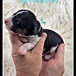 Spartan - Parti male Poodle puppy in Fort Calhoun, Nebraska from Devin’s Purple Poodles