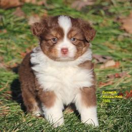 Aayla - Red tri-color female Miniature American Shepherd puppy in Hillsdale, Michigan from Faithwalk Aussies and Mini American Shepherds