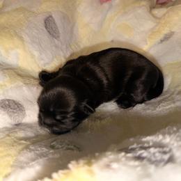 Potatoe - Blue and white female Shih Tzu puppy in Citrus Heights, California from The Lion dog Shih Tzu