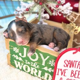 Joy - female Australian Mountain Doodle puppy in Miami, Florida from Jade’s Paws & Co. Of Miami LLC