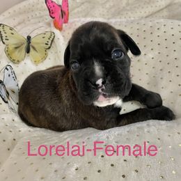 Boxers from Legacy Boxers