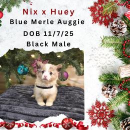 Black male - Blue merle and white male American Corgi puppy in Campbellsburg, Indiana from Kates Corgis