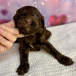 Clyde - Brown male Bernedoodle puppy in Winfield, Alabama from Rose Lane Doodles