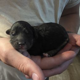 Benja - Black and white male Sheepadoodle puppy in Blackfoot, Idaho from Draper Mountain Doodles