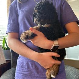 Maryland - Tri-color female Cavapoo puppy in Arabi, Georgia from Huckadoodle Farm