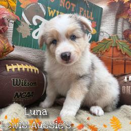 Luna - Blue merle female Australian Shepherd puppy in Purcell, Oklahoma from Lewis Aussie’s & Corgi’s