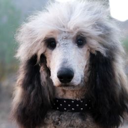 Sovie - Poodle