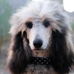 Sovie - Poodle