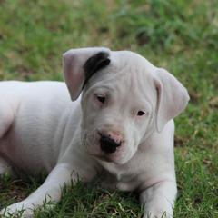 Dogo Argentino and Greyhound Puppies from Wayward Dogos and Hounds