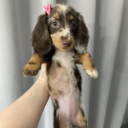 Dachshund Puppies from Dreaming of Dachshunds