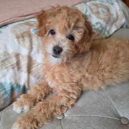 Amoura - Red  female Poodle puppy in Buffalo, Illinois from Pear Tree Pups