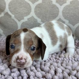 CKC Girl 4 - Dapple female Dachshund puppy in Joshua Tree, California from Desert Dreams Ranch