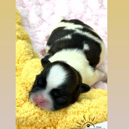 Mabel - Black and white female Shih Tzu puppy in Waddell, Arizona from Arizona Sunrise Shih Tzus