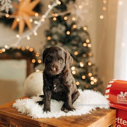 June - Chocolate female Goldendoodle puppy in Bell Buckle, Tennessee from Precious Puptown Doodles