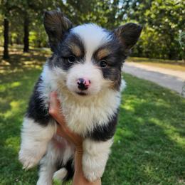 Yoshi - White and black male Pembroke Welsh Corgi puppy in Norwood, Missouri from McGraw's Paws 🐾