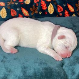 Holly - White female American Eskimo Dog puppy in Westwego, Louisiana from Connie's American Eskimo Dogs and Mini Australian Shepherd Dogs