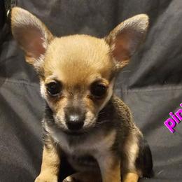 Pink - Black sabled fawn female Chihuahua puppy in Bethlehem, Pennsylvania from Steel City Exotics