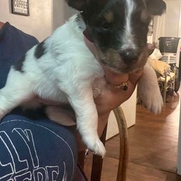 Pomsky, Rottweiler, Shetland Sheepdog, and Toy Shetland Sheepdog Puppies from Mountain High Kennels