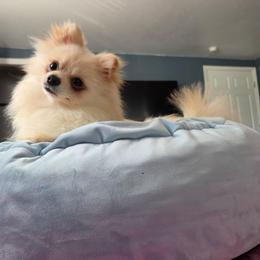 Pomeranian puppies from Marie's Sweetie Poms