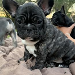 French Bulldog Puppies from Fair Towne Frenchies