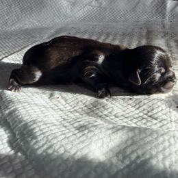 Girl 5 - Black female Shih Tzu puppy in Groveland, Florida from Jenny's Shih Tzus