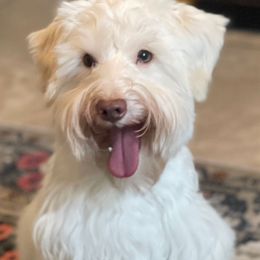 Bruno - Miniature Schnauzer