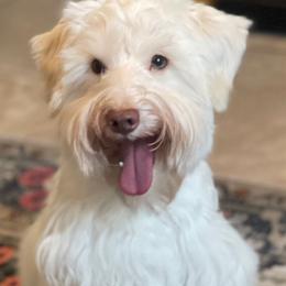 Bruno - Miniature Schnauzer