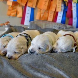 Golden Retriever Puppies from Red Prairie Retrievers