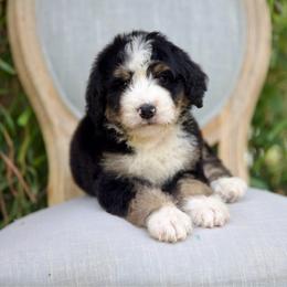 Paddington (Blue) - Tri-color male Bernedoodle puppy in Queen Creek, Arizona from Dulcito Doodles