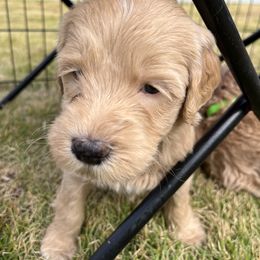 Goldendoodle Puppies from Ellie's Goldendoodles