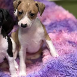 Red Male - Red male Italian Greyhound puppy in Bedford, Texas from Nariba Kennels