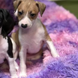 Red Male - Red male Italian Greyhound puppy in Bedford, Texas from Nariba Kennels