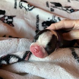 Lily - Black and white female Boston Terrier puppy in Johnstown, Colorado from R&M Bostons
