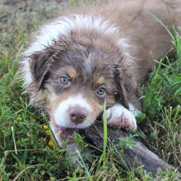 Australian Shepherd and Soft Coated Wheaten Terrier Puppies from Ironwood Ridge Kennels